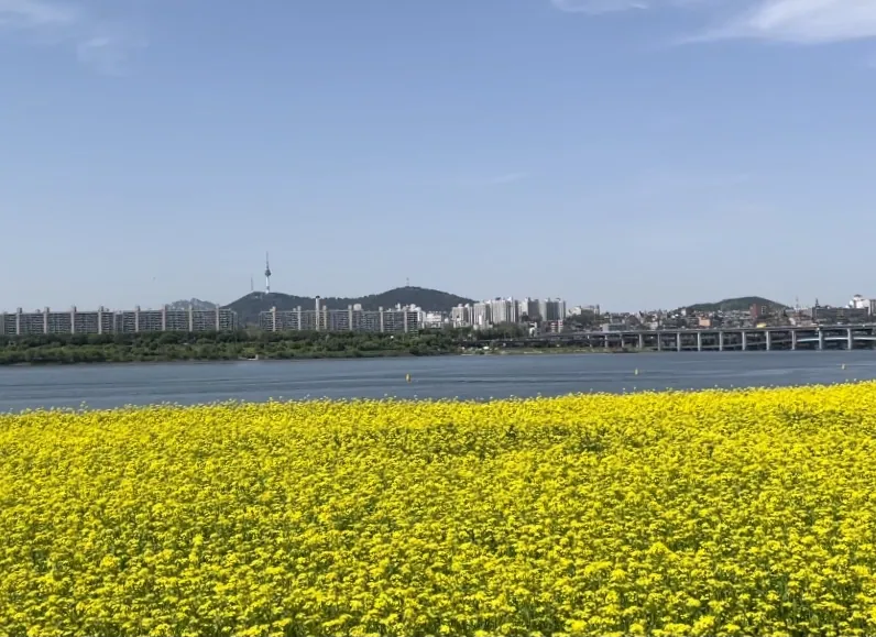 서래섬