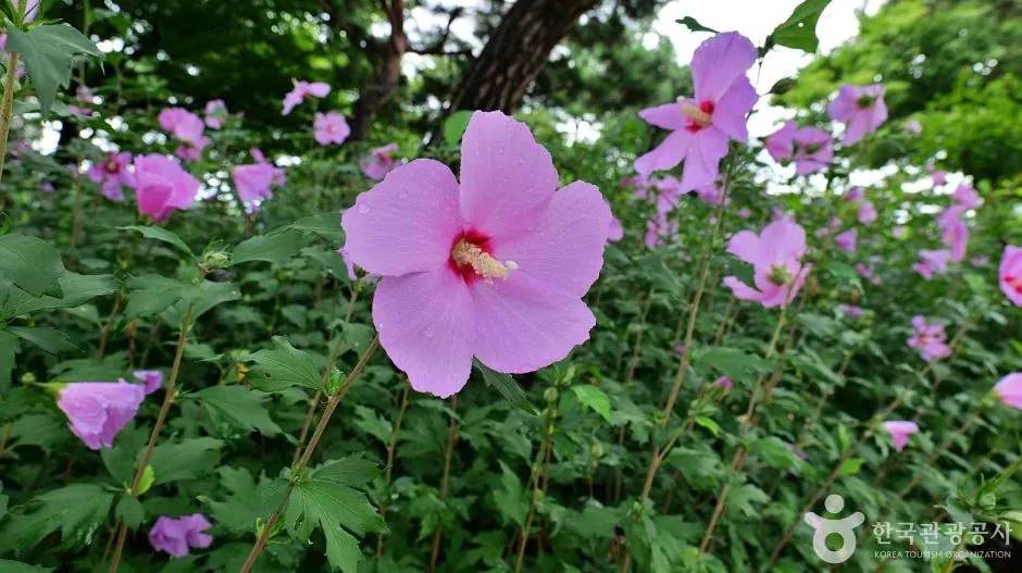 무궁화동산 사진 4