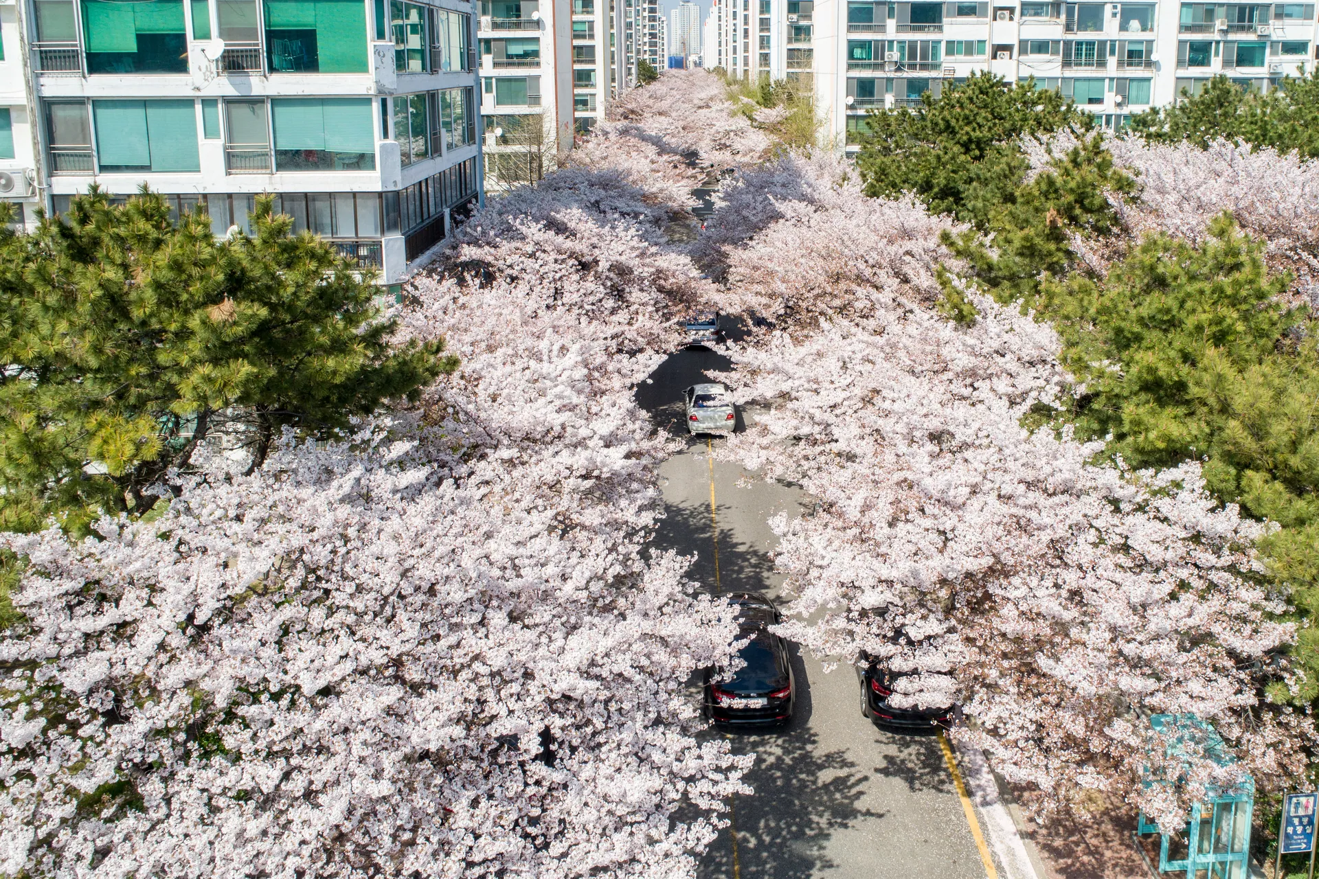 남천동 벚꽃길