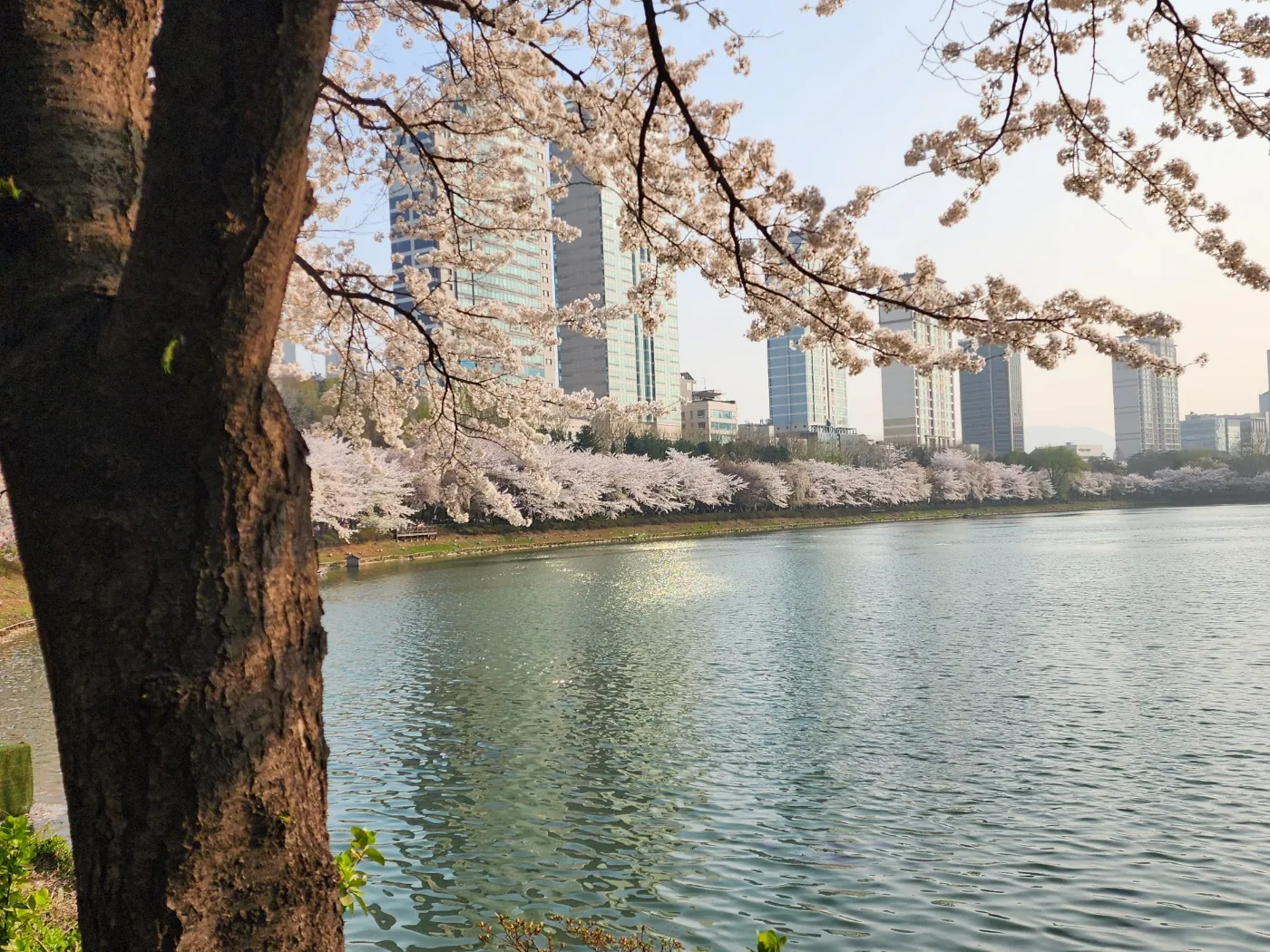 석촌호수