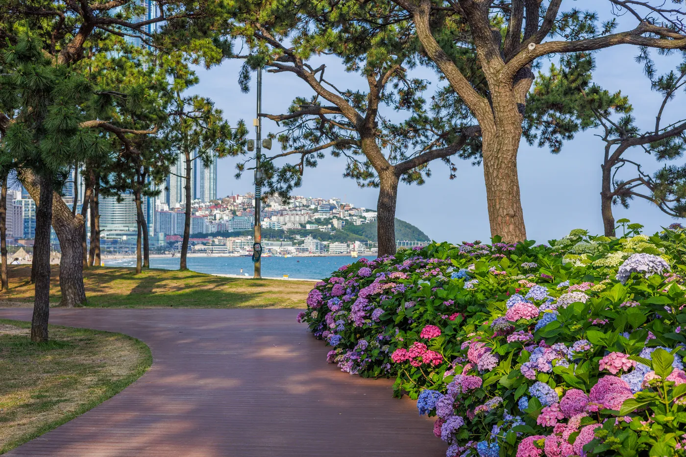 Hydrangeas bloom beneath the pines at Haeundae Songrim Park.