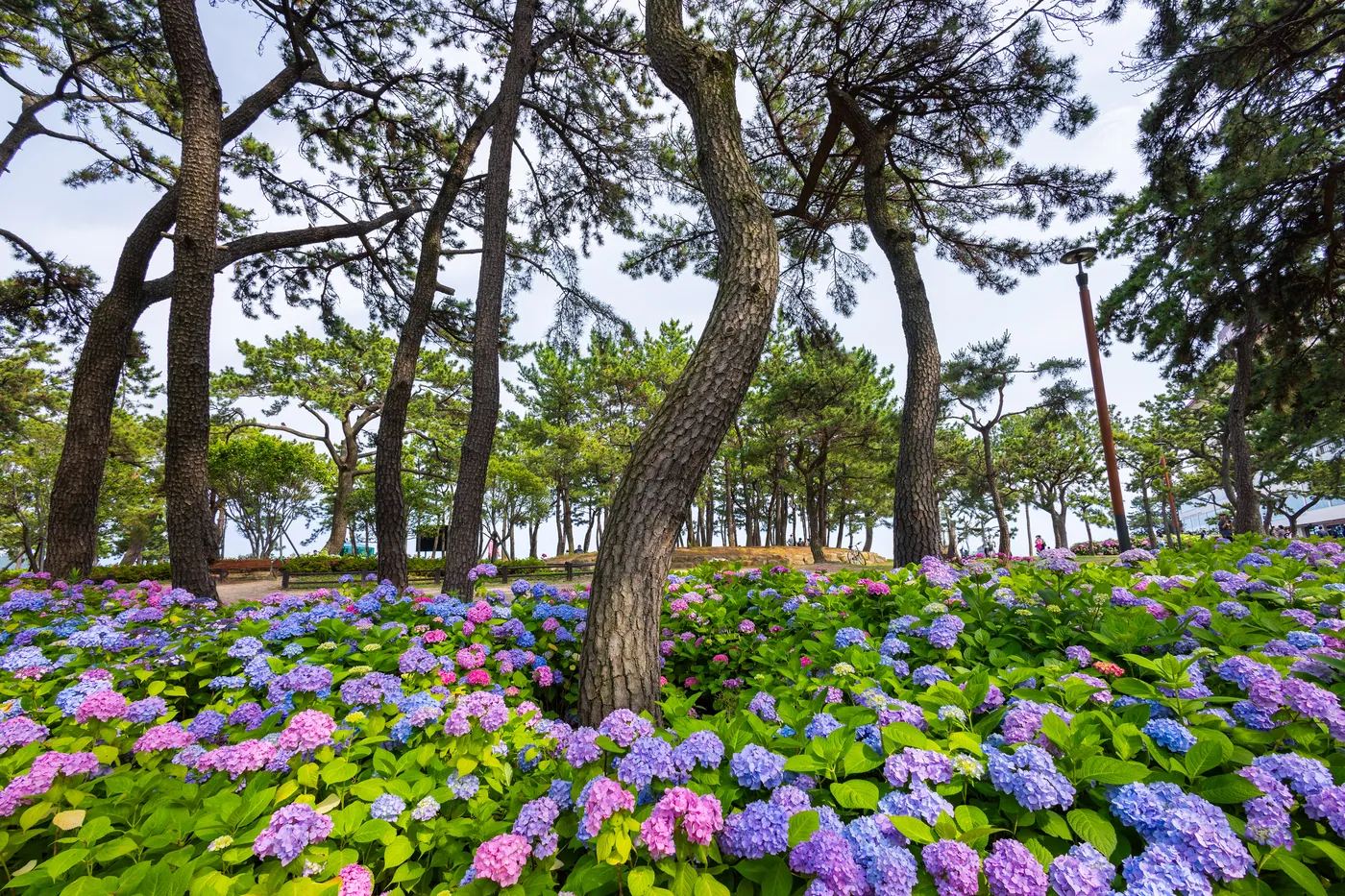 Hydrangeas bloom beneath the pines at Haeundae Songrim Park.