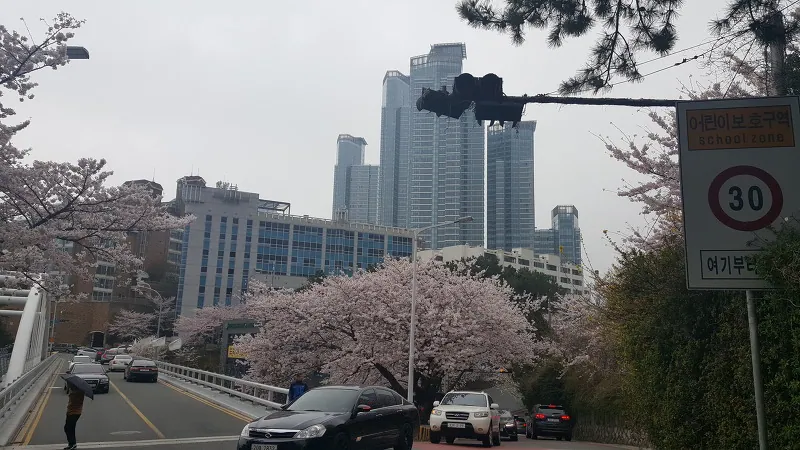 해운대 달맞이길 벚꽃길 과거 풍경 (천사종하, article published 2016-04-03T22:41:45+09:00; capture date unconfirmed)