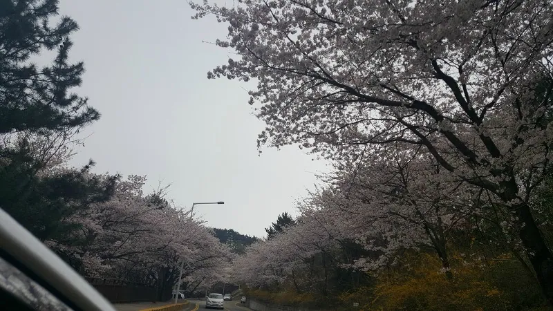 해운대 달맞이길 벚꽃길 과거 풍경 (천사종하, article published 2016-04-03T22:41:45+09:00; capture date unconfirmed)
