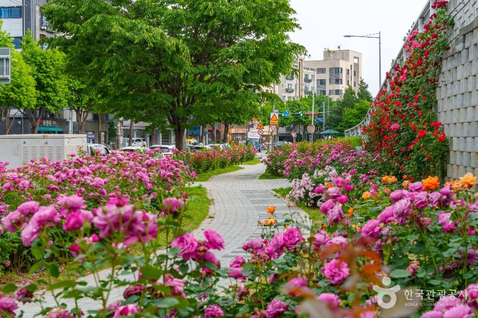 장미쇼핑백