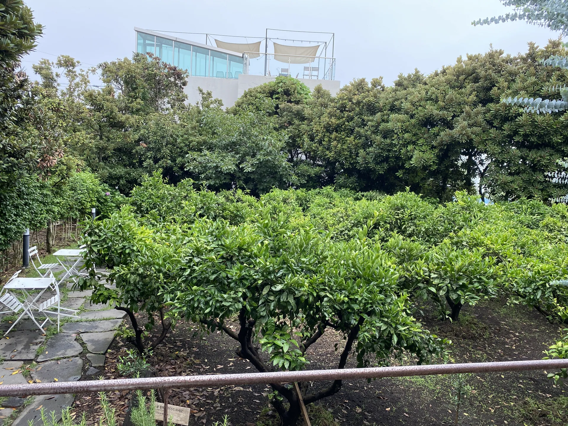 테라로사 서귀포점 — 실외 정원 전경 (2020-06-13 촬영)