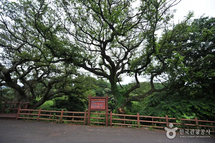안덕계곡 — 안덕계곡상록수림지대 (촬영일 미확인)