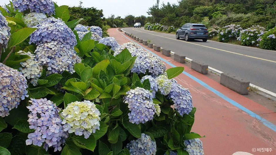 종달리 수국길 — 제주_종달리 수국길 (3).jpg (촬영일 미확인)