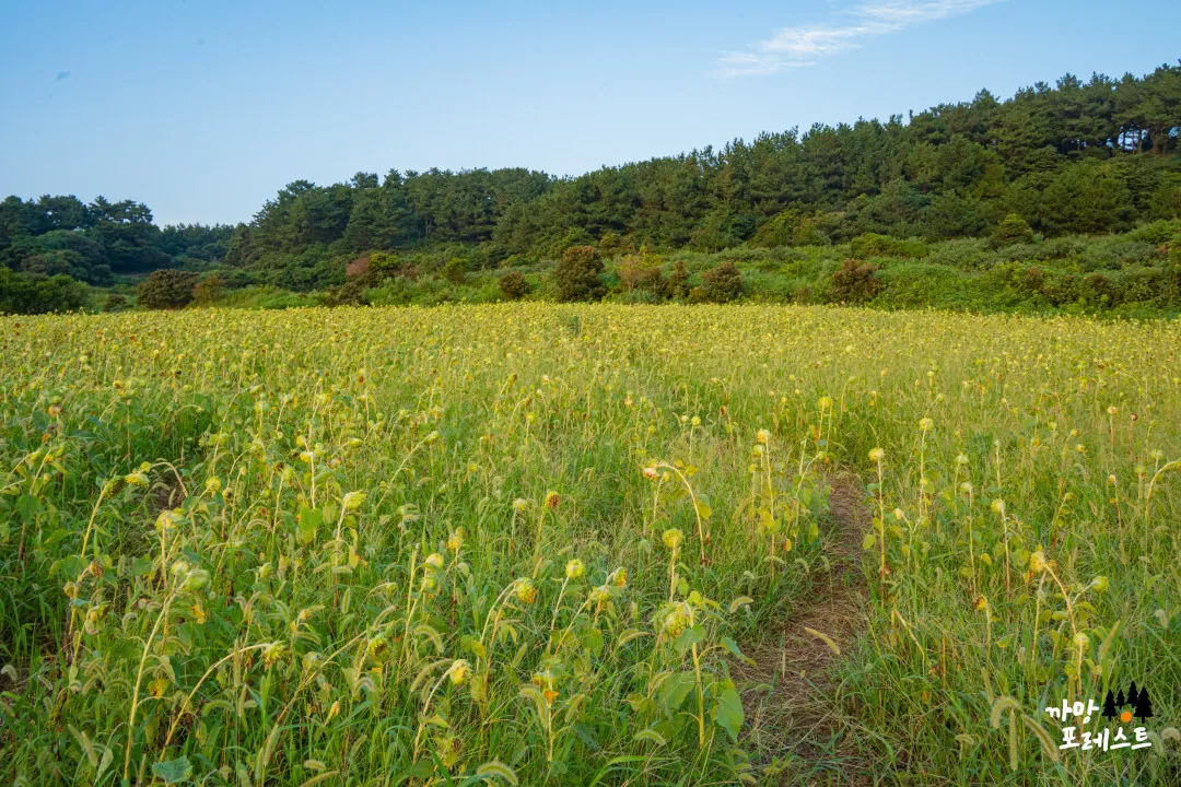 서우봉 — 계절이 지난 해바라기밭 (2023-09-17 게시, 촬영일 미확인)
