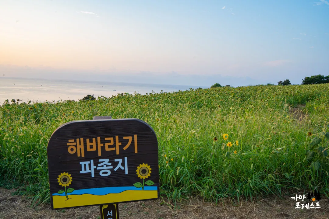 서우봉 — 해바라기밭 표지 (2023-09-17 게시, 촬영일 미확인)