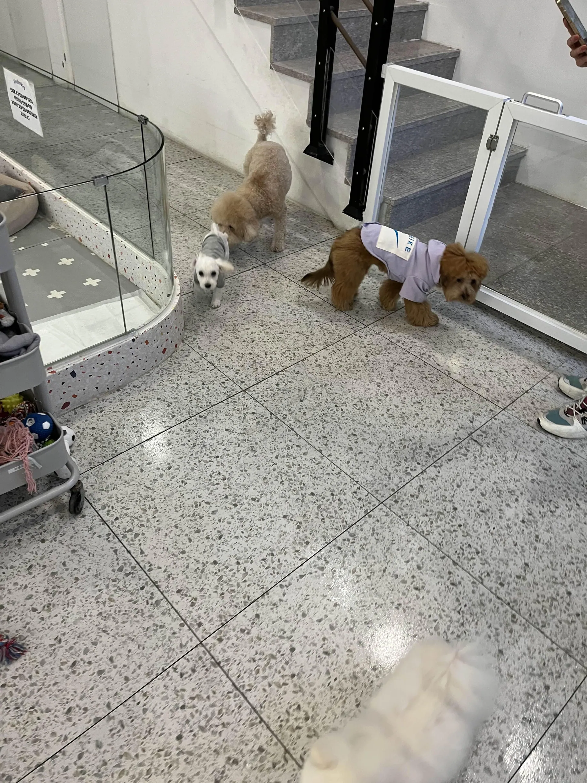 서울 잠실 송파 강아지카페 킨더독 (반려동물동반카페 반려견동반가능카페 반려견가능카페 애견동반가능카페) - 나는 ESTP
