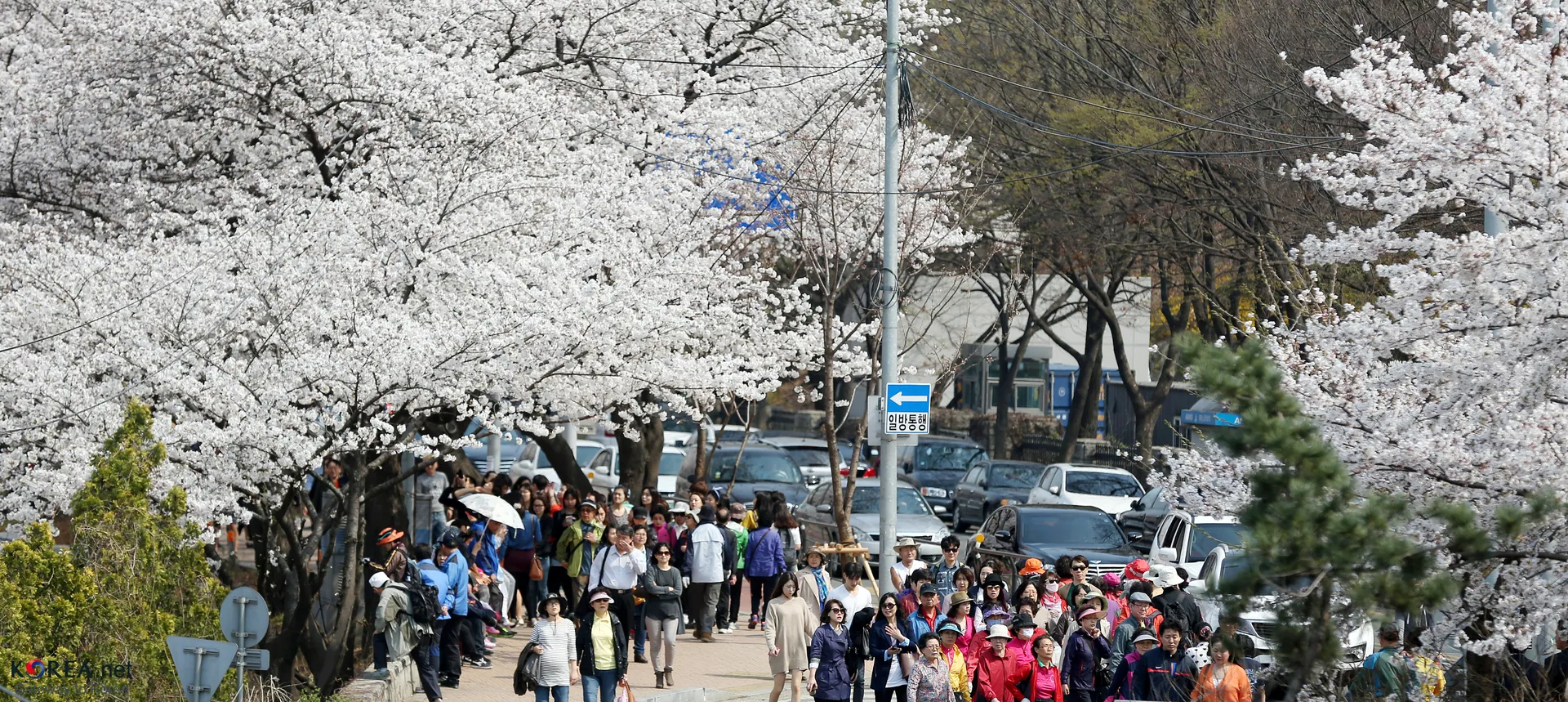 여의서로(윤중로) 벚꽃길 사진 3