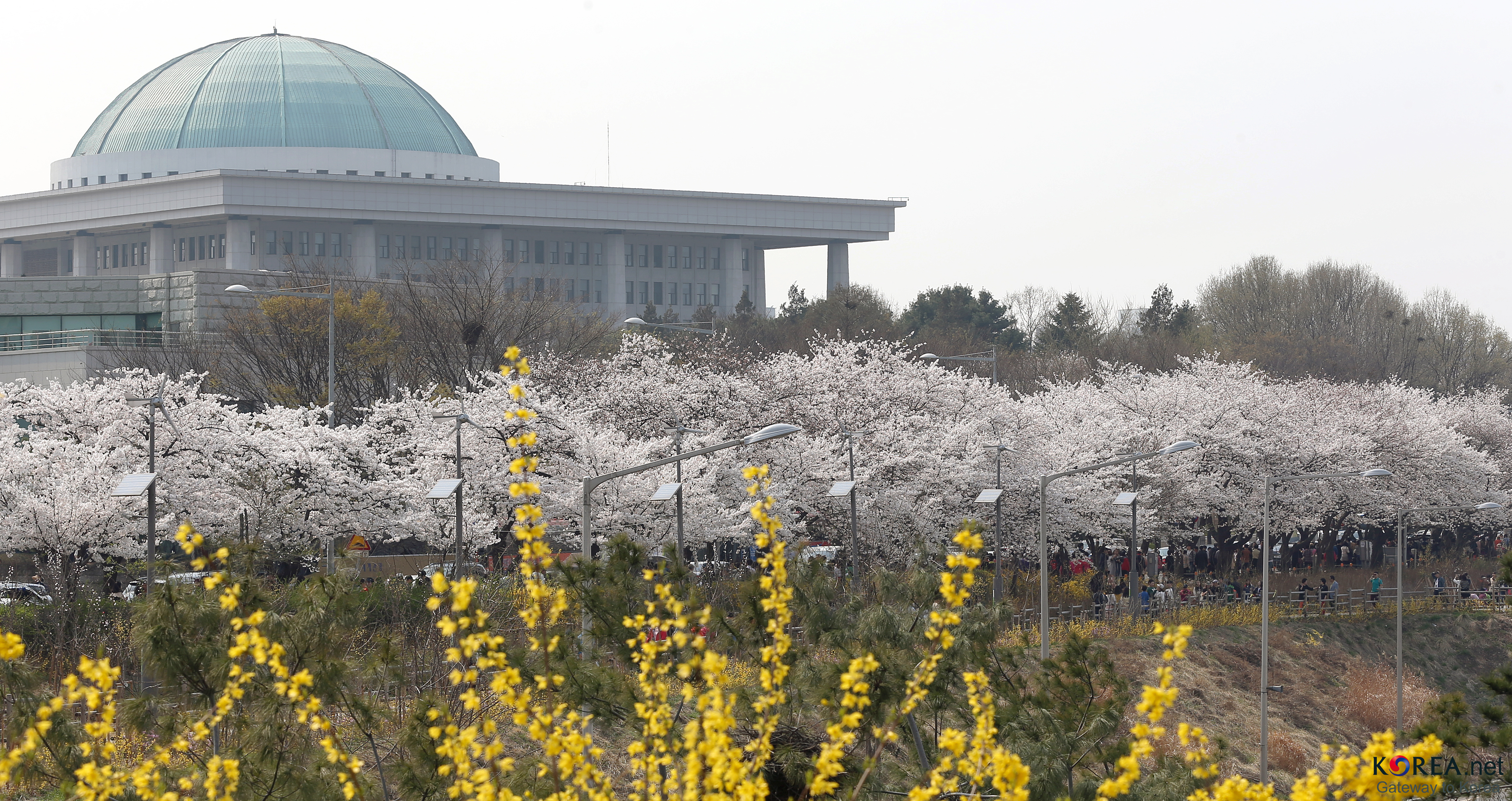 여의서로(윤중로) 벚꽃길