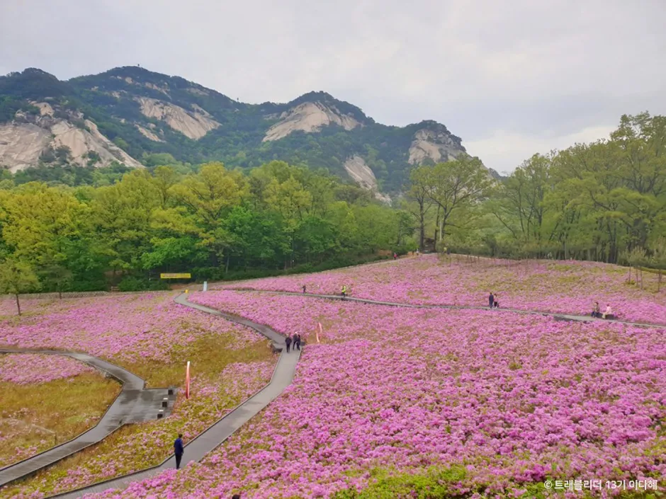 불암산 나비정원